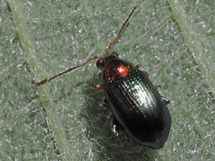 Crepidodera aurata