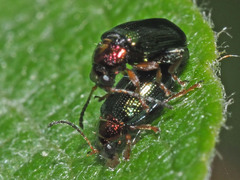 Crepidodera aurata