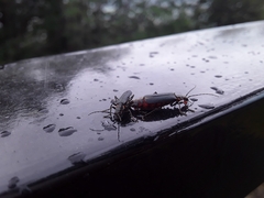 Chauliognathus magellanicus