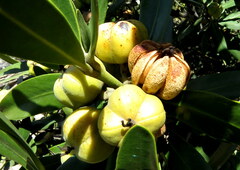 Hyaenanche globosa