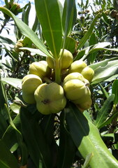 Hyaenanche globosa