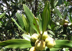 Hyaenanche globosa