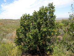 Hyaenanche globosa