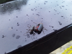 Chauliognathus magellanicus