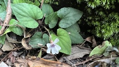 Viola formosana