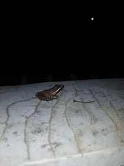 Chalcorana chalconota