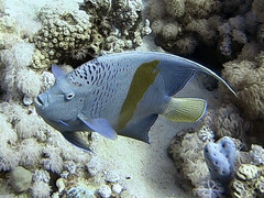 Pomacanthus maculosus