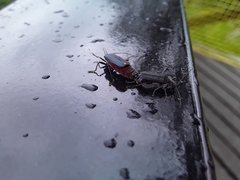 Chauliognathus magellanicus