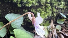 Viola formosana