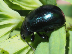 Chrysolina varians