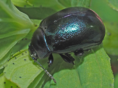 Chrysolina varians