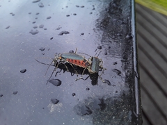 Chauliognathus magellanicus