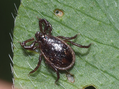 Ixodes ricinus
