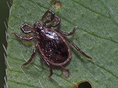 Ixodes ricinus