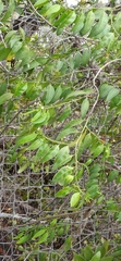 Vallesia glabra