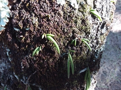 Dendrobium teretifolium