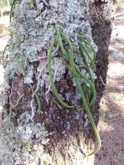 Dendrobium teretifolium