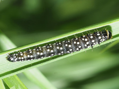 Zelotherses paleana