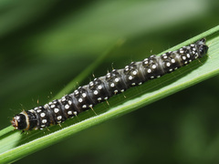 Zelotherses paleana