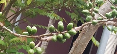 Spondias purpurea