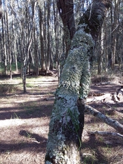 Dendrobium teretifolium