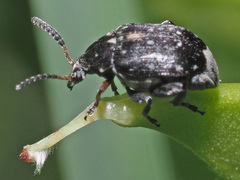 Bruchus atomarius