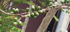 Spondias purpurea