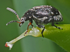Bruchus atomarius