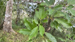 Turpinia ternata