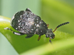 Bruchus atomarius