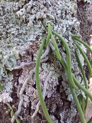 Dendrobium teretifolium