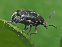 Bruchus atomarius