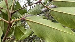 Turpinia ternata