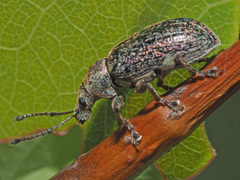 Phyllobius pyri