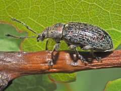 Phyllobius pyri