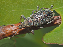 Phyllobius pyri