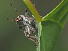 Phyllobius pyri