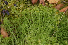 Sphagnum riparium