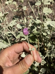 Sphaeralcea obtusiloba