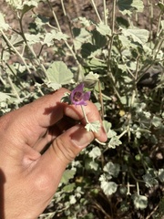 Sphaeralcea obtusiloba