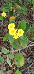 Cordia lutea