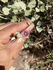 Sphaeralcea obtusiloba