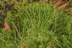 Sphagnum riparium
