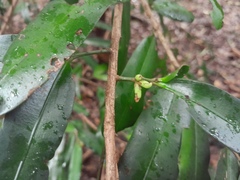 Podocarpus dispermus