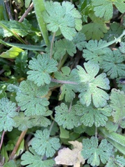 Geranium molle