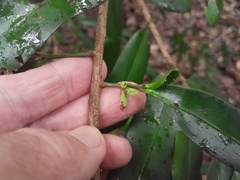 Podocarpus dispermus