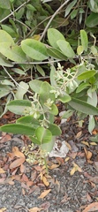 Laguncularia racemosa