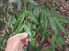 Podocarpus dispermus