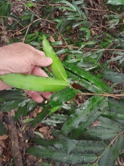 Podocarpus dispermus