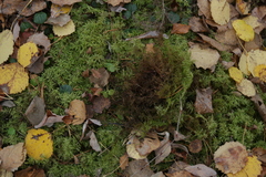 Hylocomium splendens